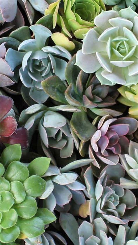 Succulent Garden Desktop Wallpapers On Wallpaperdog