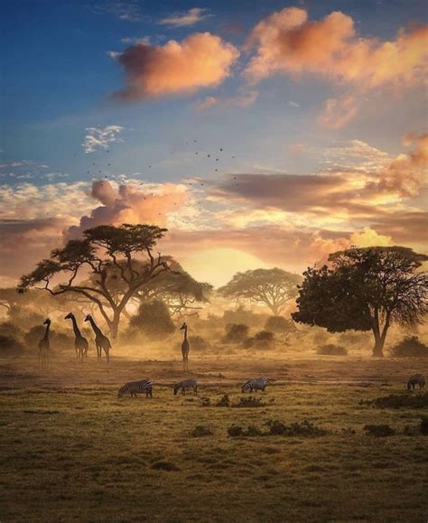 The African Plains African Sunset African Jungle Africa Photography