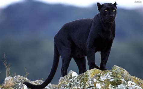 Black Panther Black Panther Wallpapers Black Panther Hd