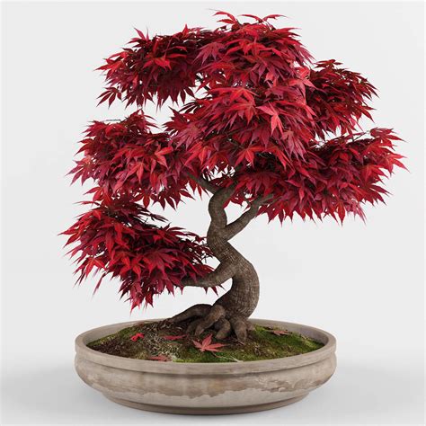 Bonsai Japanese Maple Tree 3d Model Cgtrader