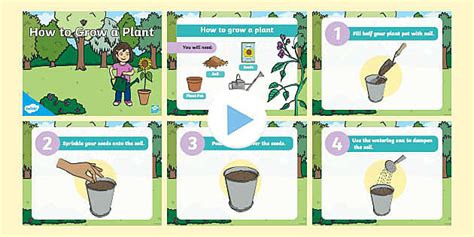 How To Grow A Plant Powerpoint Teacher Made Twinkl