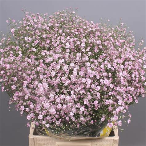 Gypsophila raw enzymes supplement is made of completely natural ingredients. GYPSOPHILA MY PINK 75cm 28gm | Wholesale Dutch Flowers ...