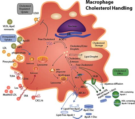 Download Macrophage Cholesterol Metabolism Macrophage Lipid