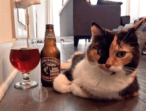 Rosie And Milly Are 2 Rescue Cats Who Go Great With Beer Catster