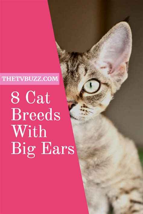 Cat Breeds Big Ears Pets Lovers