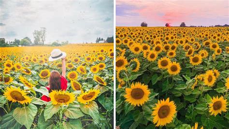 11 sunflower farms around toronto where you can get lost in vibrant fields of sunshine narcity