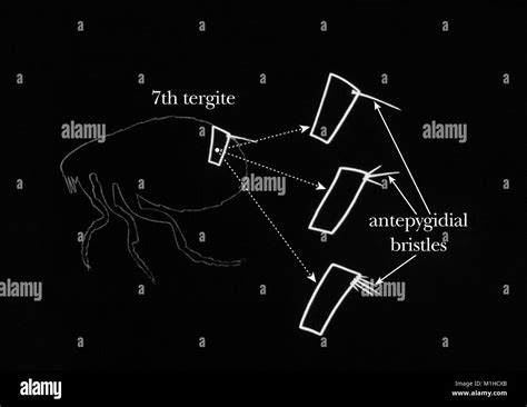 Illustration Of The Morphology Of The Seventh Exoskeletal Tergite