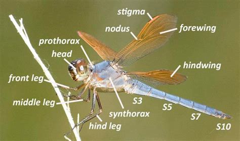 Dragonfly Identification Chart Basic Knowledge Of Dragonfly Anatomy