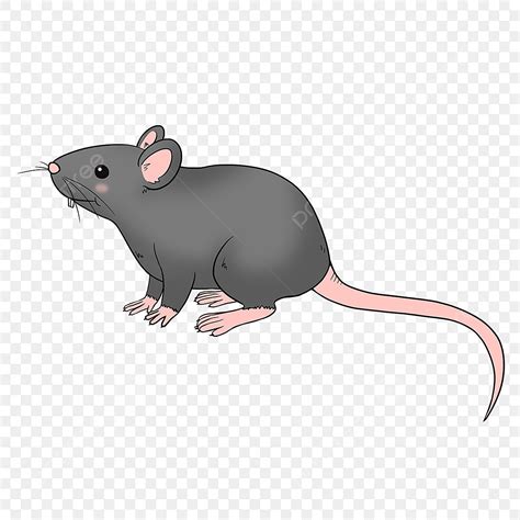 Rat General Png Vector Psd And Clipart With Transparent Background