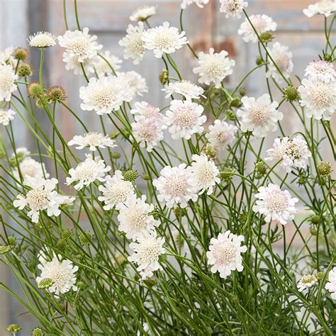 Buy Scabiosa Incisa Kudo White Pincushion Scabious Plants Sarah Raven