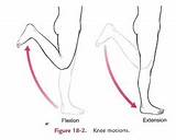 Knee Flexion Degrees