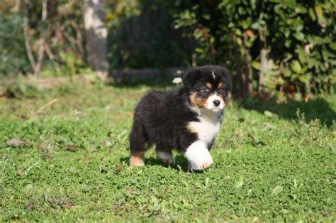 Australian shepherd puppy gained popularity in the western countries due to the television shows, horse shows, and rodeos held in those nations. Australian Shepherd puppies. KC registered. | Royston ...