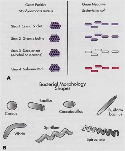Bacterial Morphology And A Couple Of Examples Of Gram Stained Bacteria