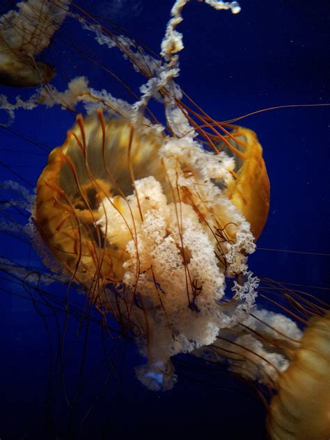 Jellyfish Smithsonian Photo Contest Smithsonian Magazine