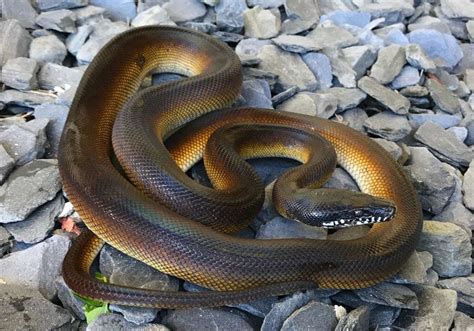 White Lipped Python Care Sheet Northern And Southern