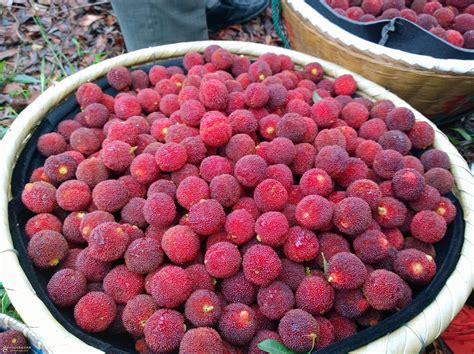 The Waxberry Season Is Coming If You Never Went To Asia Than Most