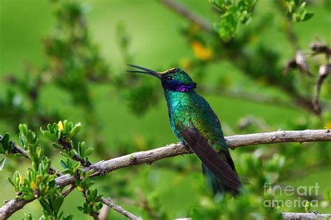 Sparkling Violetear Hummingbird Photograph By James Brunker Fine Art