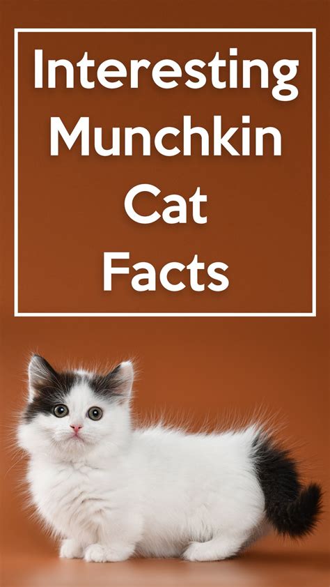 11 Fascinating Facts About The Munchkin Cats Catastic Munchkin Cat