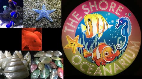 A few hours spent at the the shore oceanarium melaka will be as educational as it is fun and memorable. The Shore Oceanarium Aquarium Melaka | Melaka Attractions ...
