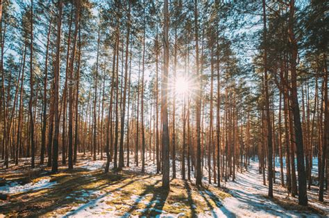 Beautiful Sunset Sun Sunshine In Sunny Early Spring Coniferous Forest