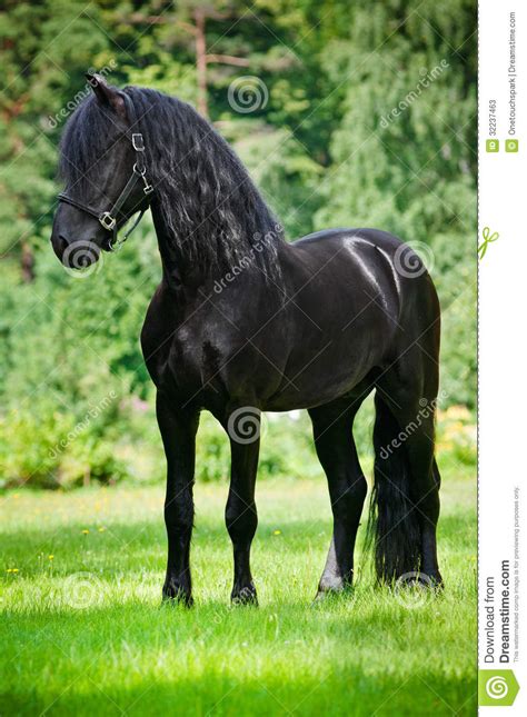 beautiful friesian horse standing outdoors stock image image  friesian color