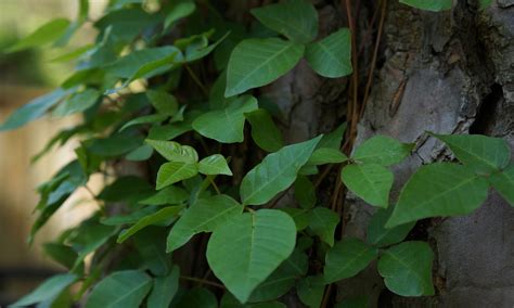 Poison Ivy: Leaves of Three, Let it Be - Images
