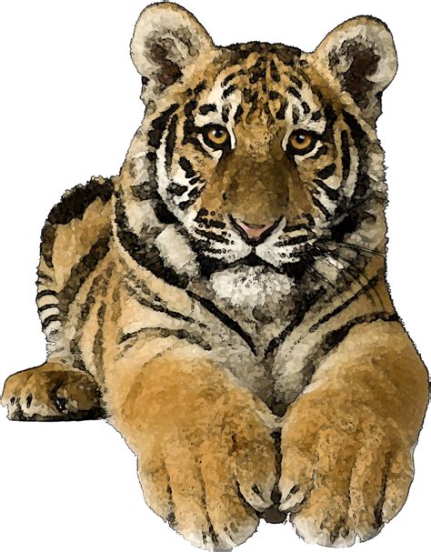 Tiger Clip Art Free Cliparting Tigertransparent Png Download
