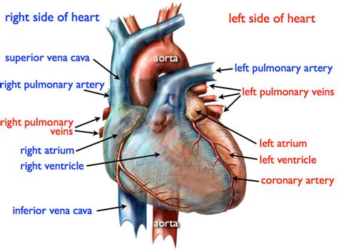 Heart Definition Heart Overview And Heart Diagram