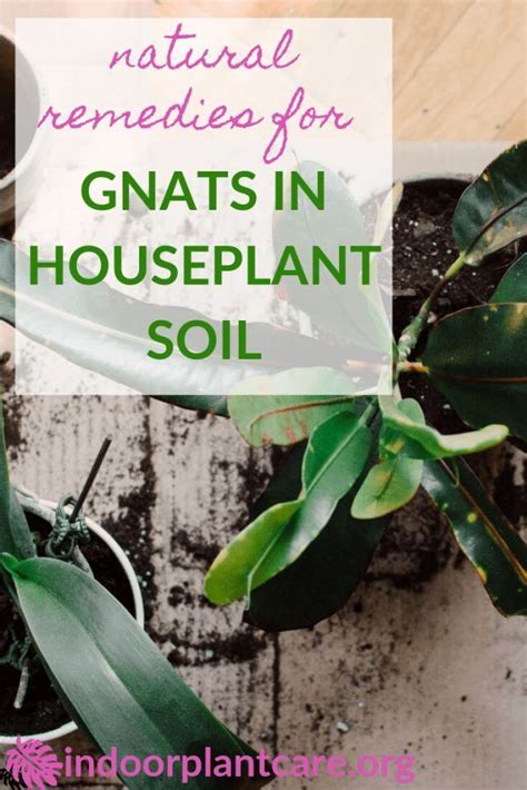 Search for potting soil for indoor plants and save time with us! How To Get Rid Of Gnats In Houseplant Soil in 2020 (With ...