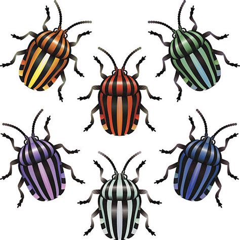 Royalty Free Stink Bug Clip Art Vector Images And Illustrations Istock