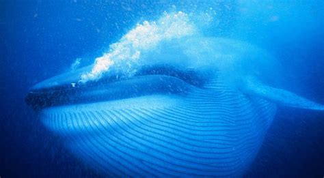 During the first year of birth, a baby. Blue Whales Use 360 Degree Body Rolls to Get at Krill ...