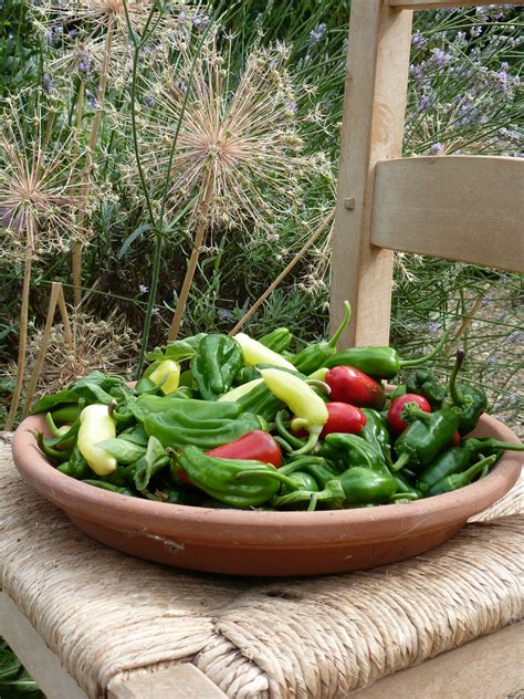Start your vegetable garden off right with these 6 vegetable gardening tips from savvy gardening! Fruit and Vegetable Garden