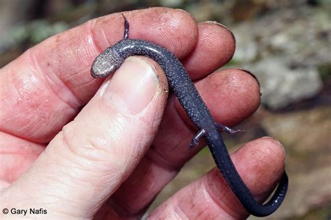 Southern Ravine Salamander Plethodon Richmondi