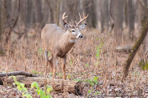 White Tailed Deer Mike Lentz Nature Photography