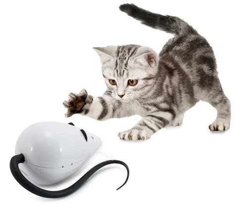 15 Coolest Exercise Gadgets For Indoor Cats