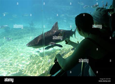 People Viewing A Bull Shark At Shark Bay Sea World Gold Coast Qld
