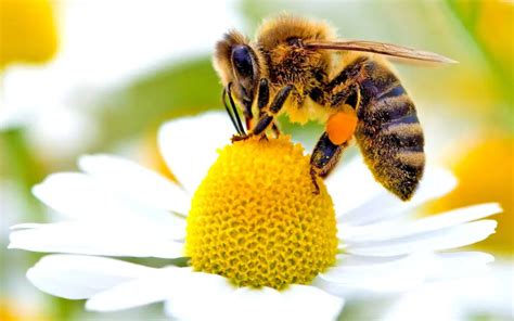 The Buzz About Bees Rich Hansen