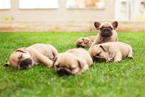 How To Properly Take Care Of French Bulldogs