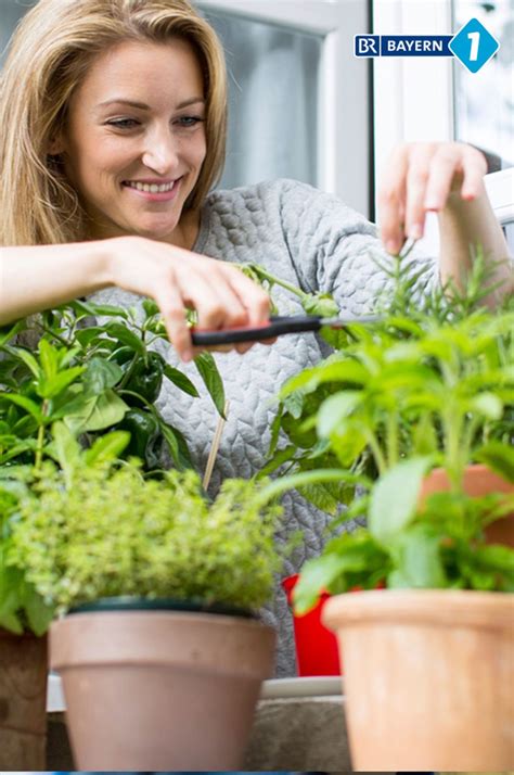 Kräuter anpflanzen ist kein hexenwerk. Welche Kräuter zusammen pflanzen: Vorlieben im ...