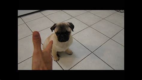 Pug Puppy Plays Dead Youtube