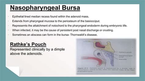 Surgical Anatomy Of Nasopharynx Debashis Nanda