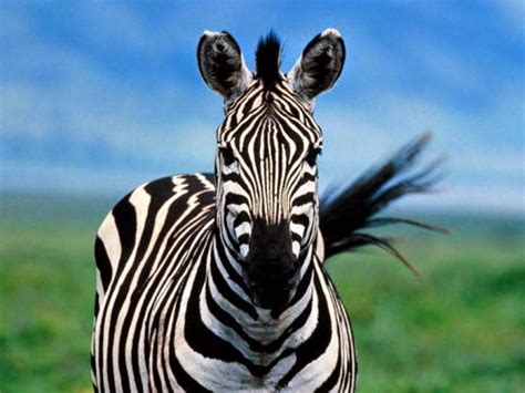 Curiosidades E Informações Diversas Cor Das Zebras