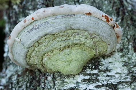 Polyporales Fungus Grows On The Trunk Of A Birch Tree Stock Image