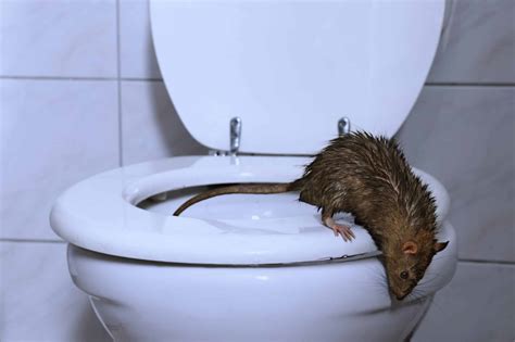 How Rats Can Enter Your Home Through Your Toilet - Green Pest Services