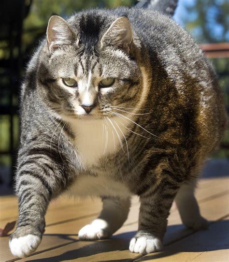 Fattest Cats In The World