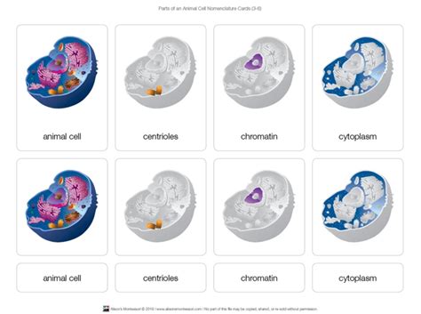 Montessori Materials Parts Of An Animal Cell Puzzle With Nomenclature