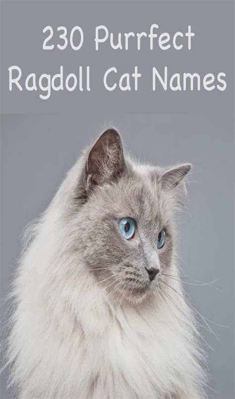Cheshire cat (alice in wonderland). 30 Most Popular Ragdoll Cat Names | Cat names, Funny cat ...