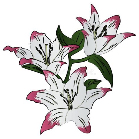 Lily Flower Vector Illustration Stock Vector Illustration Of Elegant