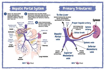 Hepatic Portal Venous System Drainage Anatomy 1 Most Grepmed