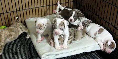 The hair coat is short, typically colored white with black, blue, buff or brown patches. Alapaha Blue Blood Bulldog Info, Temperament, Puppies, Pictures